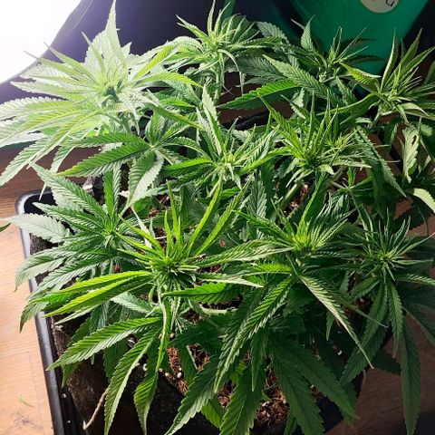 Green Crack CBD growlog timeline photo