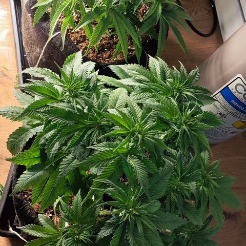 Green Crack CBD growlog timeline photo