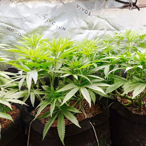 Green Crack CBD growlog timeline photo