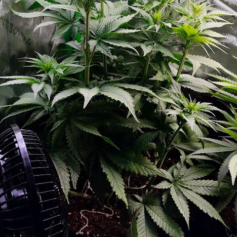 Green Crack CBD growlog timeline photo
