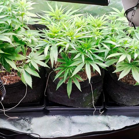 Green Crack CBD growlog timeline photo