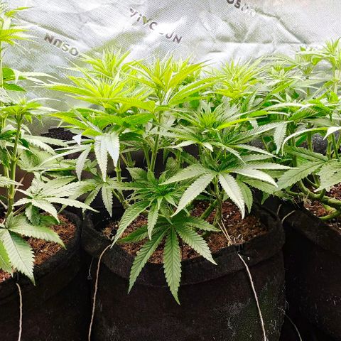 Green Crack CBD growlog timeline photo