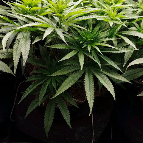 Green Crack CBD growlog timeline photo