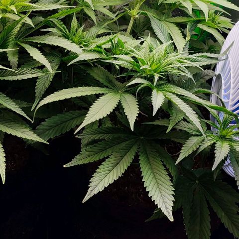 Green Crack CBD growlog timeline photo