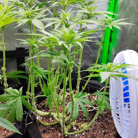 Green Crack CBD growlog timeline photo