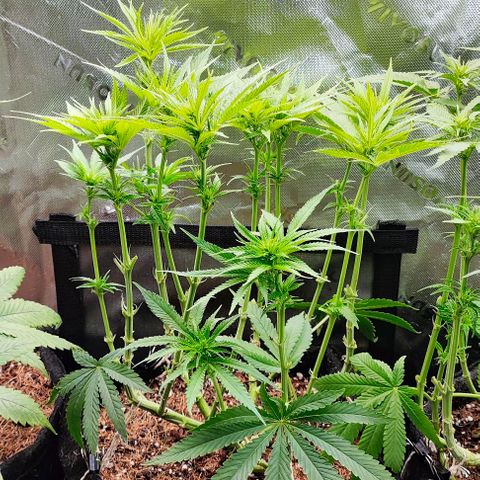 Green Crack CBD growlog timeline photo