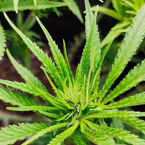 Green Crack CBD growlog timeline photo
