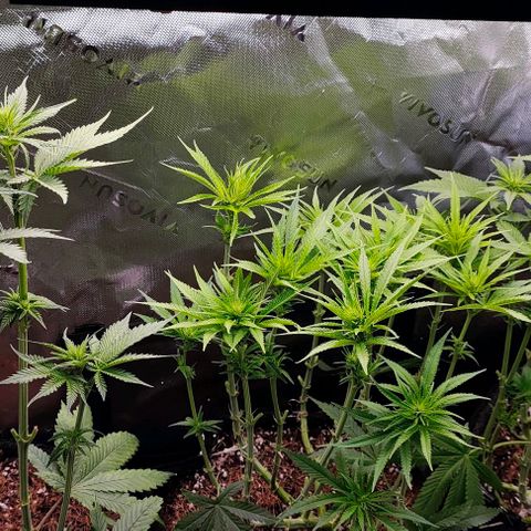 Green Crack CBD growlog timeline photo