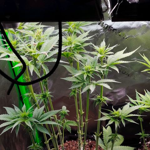 Green Crack CBD growlog timeline photo