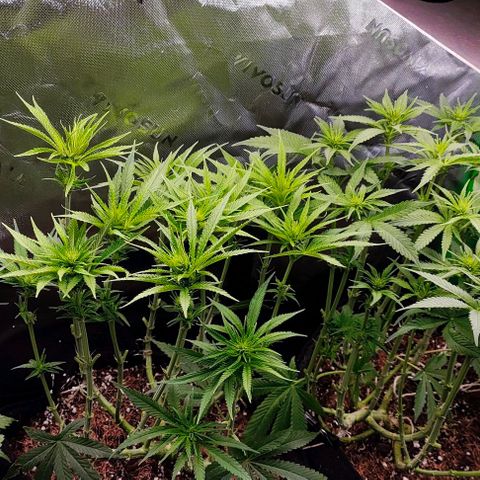 Green Crack CBD growlog timeline photo