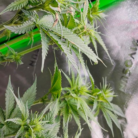 Green Crack CBD growlog timeline photo