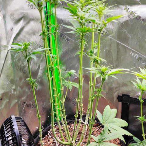 Green Crack CBD growlog timeline photo