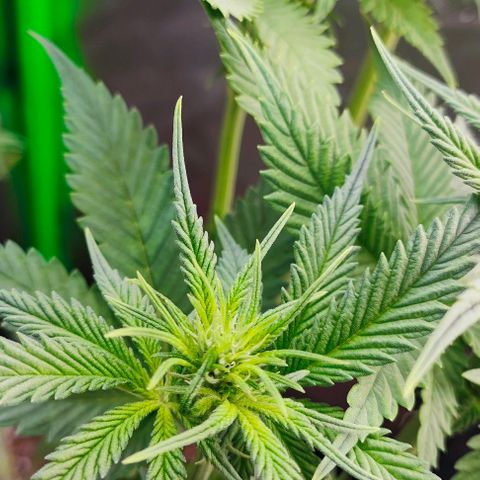 Green Crack CBD growlog timeline photo