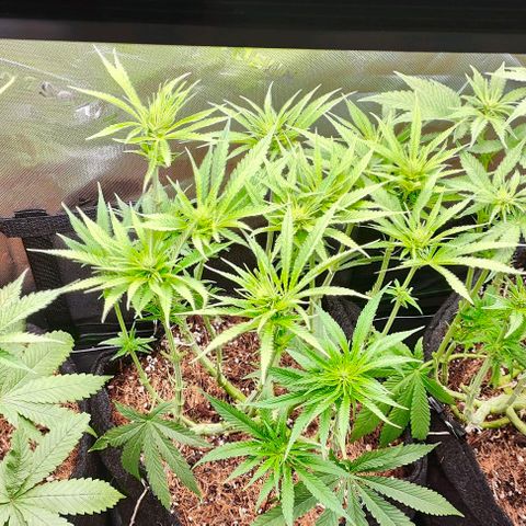Green Crack CBD growlog timeline photo