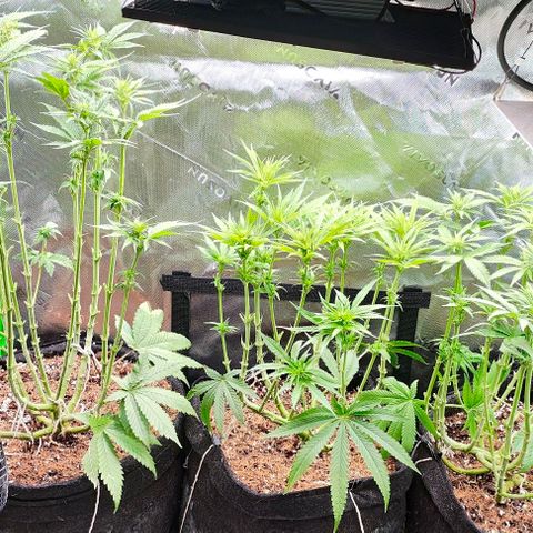 Green Crack CBD growlog timeline photo