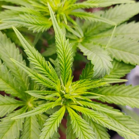 Green Crack CBD growlog timeline photo