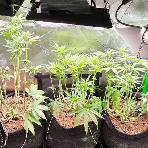 Green Crack CBD growlog timeline photo