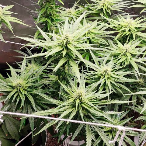 Green Crack CBD growlog timeline photo