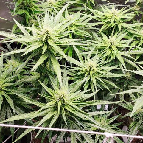 Green Crack CBD growlog timeline photo