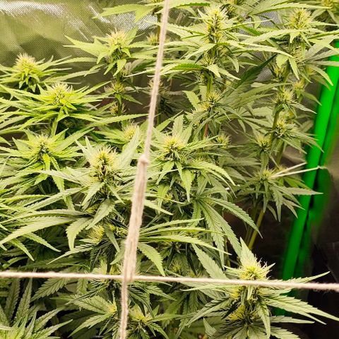Green Crack CBD growlog timeline photo