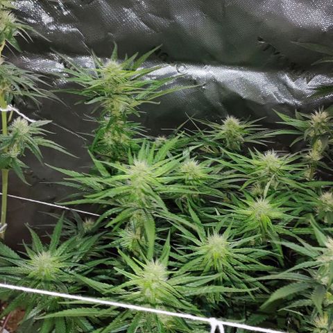 Green Crack CBD growlog timeline photo
