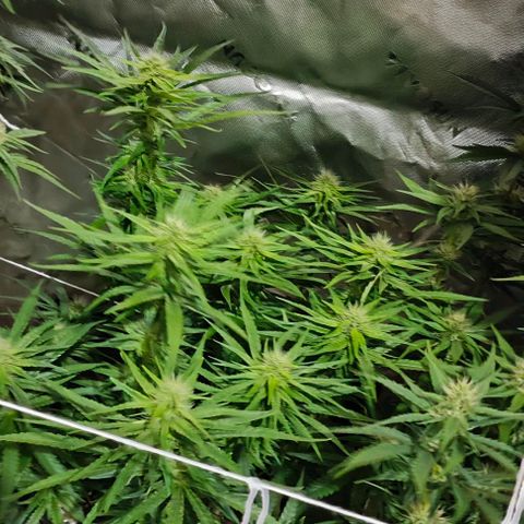 Green Crack CBD growlog timeline photo