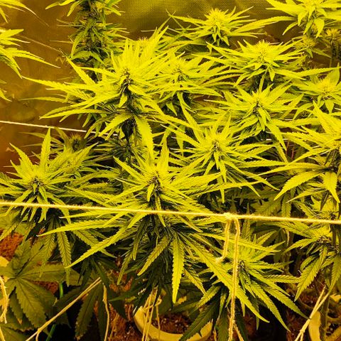 Green Crack CBD growlog timeline photo