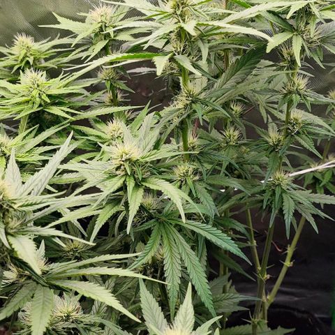 Green Crack CBD growlog timeline photo