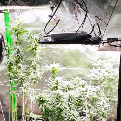 Green Crack CBD growlog timeline photo