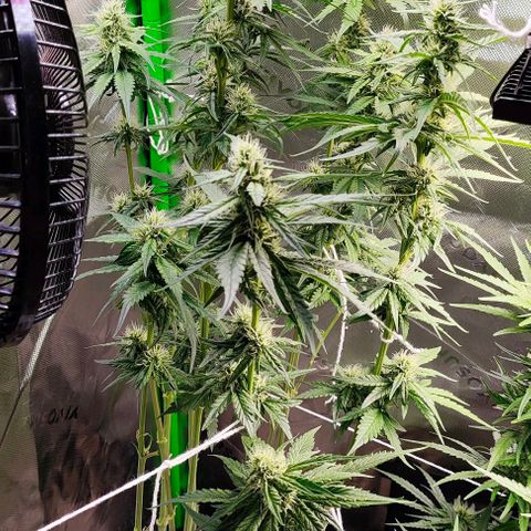 Green Crack CBD growlog timeline photo