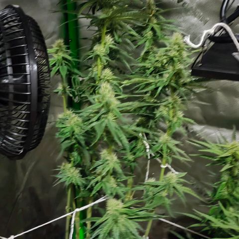 Green Crack CBD growlog timeline photo