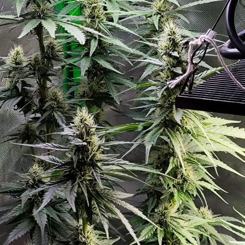Green Crack CBD growlog timeline photo