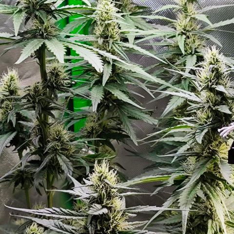 Green Crack CBD growlog timeline photo