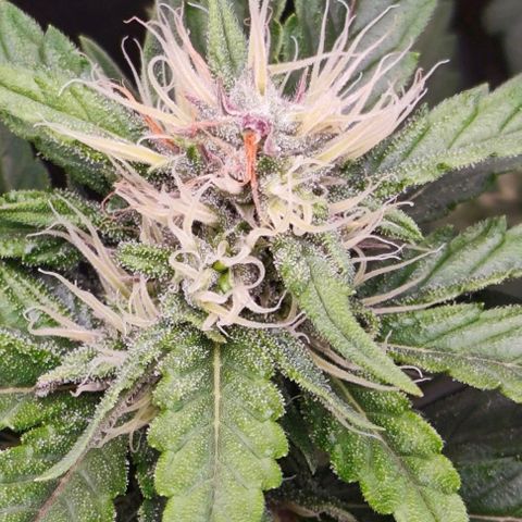 Green Crack CBD growlog timeline photo