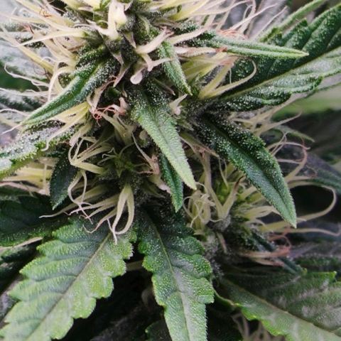 Green Crack CBD growlog timeline photo