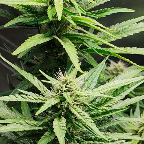 Green Crack CBD growlog timeline photo