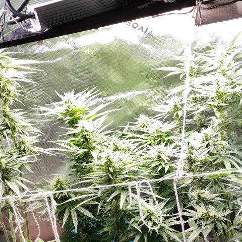 Green Crack CBD growlog timeline photo