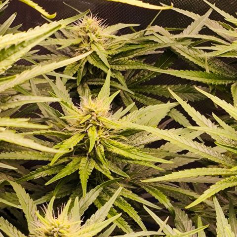 Green Crack CBD growlog timeline photo