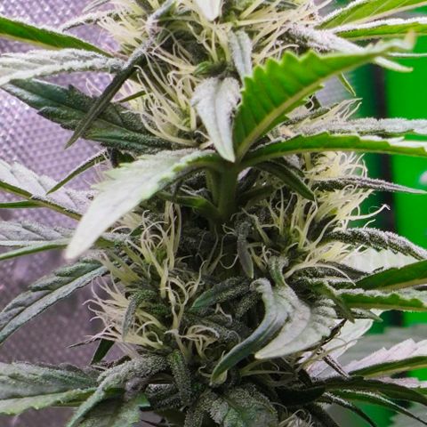 Green Crack CBD growlog timeline photo