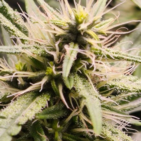 Green Crack CBD growlog timeline photo