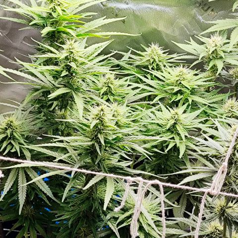 Green Crack CBD growlog timeline photo