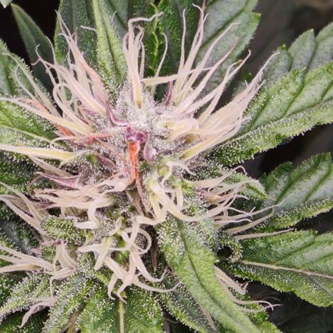 Green Crack CBD growlog timeline photo