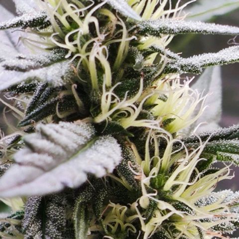 Green Crack CBD growlog timeline photo