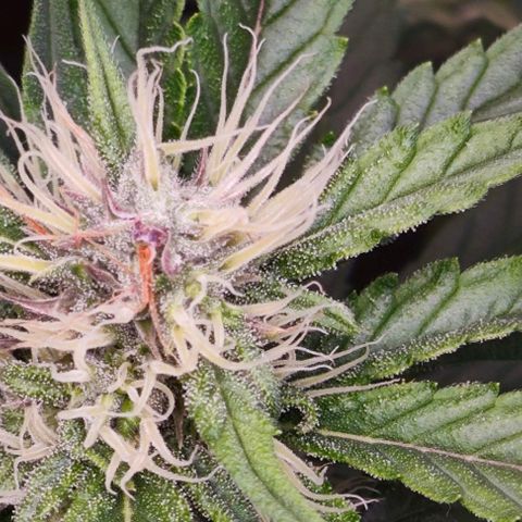 Green Crack CBD growlog timeline photo