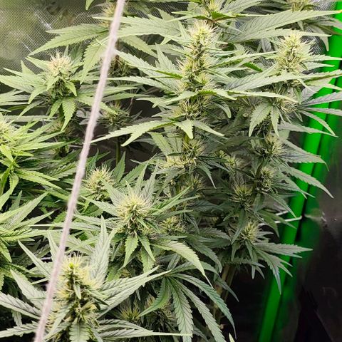 Green Crack CBD growlog timeline photo