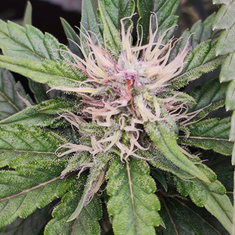 Green Crack CBD growlog timeline photo