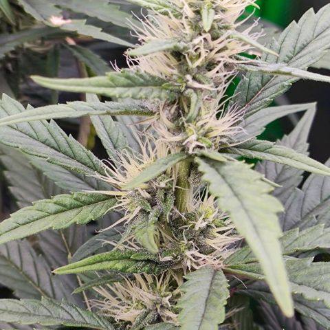 Green Crack CBD growlog timeline photo