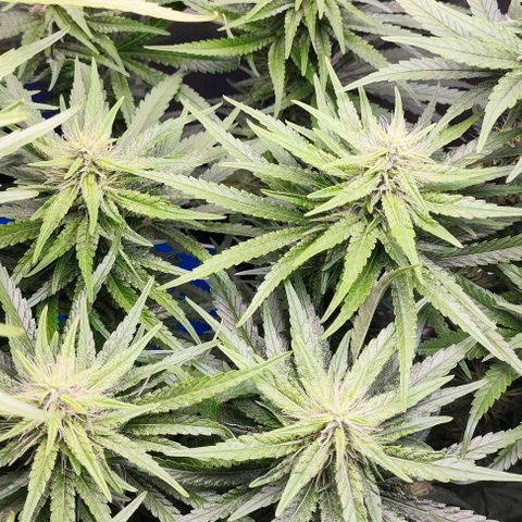 Green Crack CBD growlog timeline photo