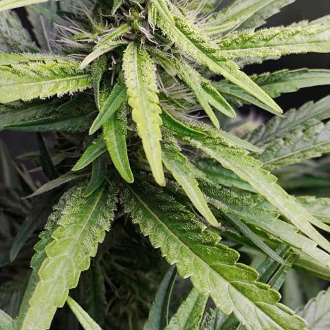 Green Crack CBD growlog timeline photo