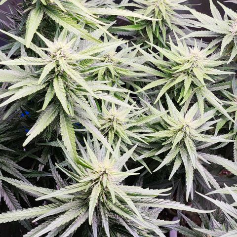 Green Crack CBD growlog timeline photo